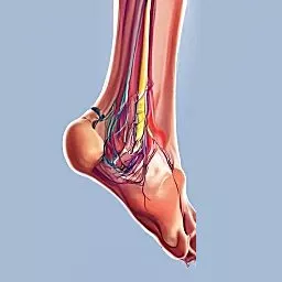 Ankle Laxity